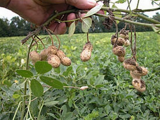 ARAŠIDY LOUPANÉ - Vyberte balení: 25 kg