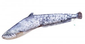 Plyšová ryba Gaby - SUMEC - 62 cm
