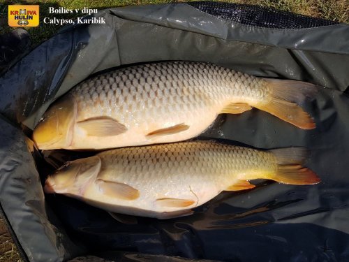 Boilies v dipu calypso a karibik