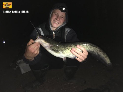 Boilies krill/oliheň