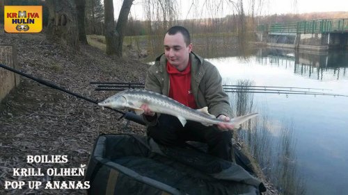 Boilies Krill/Oliheň, pop up Ananas