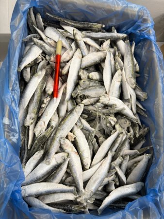 ŠPROTY BALTSKÉ CELÉ - Mražené nástražní rybičky 10 cm - Vyberte balení: 100 g