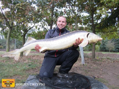 Boilies calypso