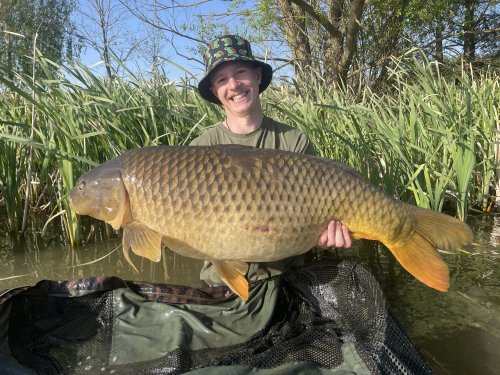 Boilies Pikantní krill, pop up Bílý pepř