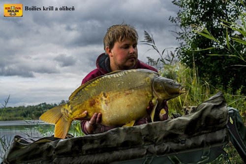Boilies krill/oliheň