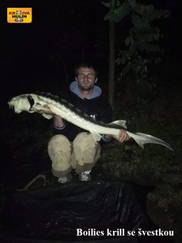Boilies krill se švestkou