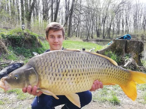 Boilies Medová pampeliška