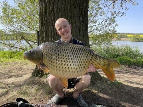 Boilies Pikantní krill, pop up Bílý pepř