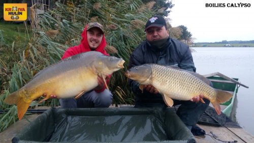 Boilies calypso