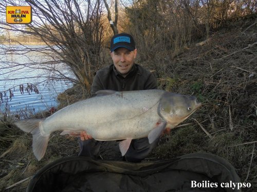 Boilies calypso