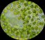 CHLORELLA - Sladkovodní řasa - pro psy - Vyberte balení: 100 g