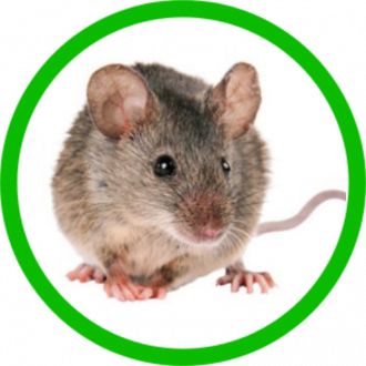 Potkani, myši, mastomyši - Vyberte balení - 30 kg