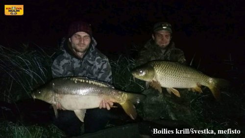 Boilies krill se švestkou a boilies mefisto 
