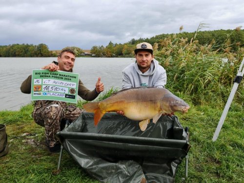 Boilies Calypso