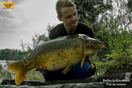 Boilies krill/oliheň, pop up ananas