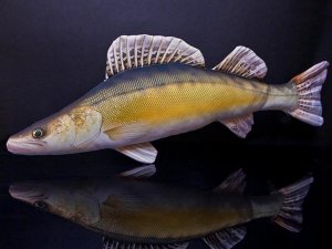 Plyšová ryba Gaby - ZUBÁČ OBECNÝ - 75 cm