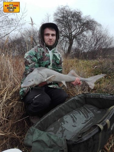 Boilies tygří ořech.
