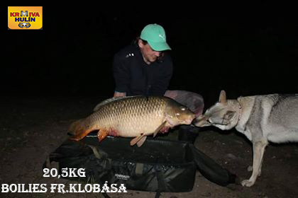 Boilies frankfurtská klobása