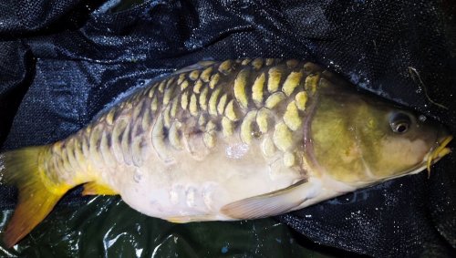 Rozpustné boilies Krill a Oliheň