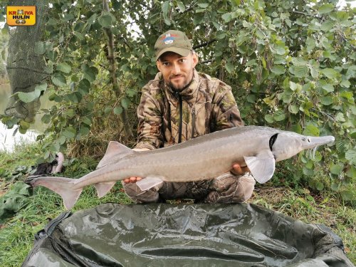 Jeseter 110cm, 7,5kg, sumčí boilies 