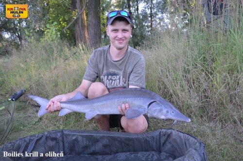 Boilies krill/oliheň