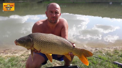 Boilies krill a oliheň, pop up krill a oliheň.