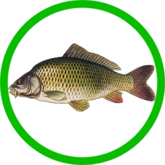 Kaprovité ryby - Vyberte balení - 1 kg