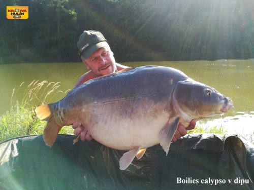 Boilies calypso v dipu