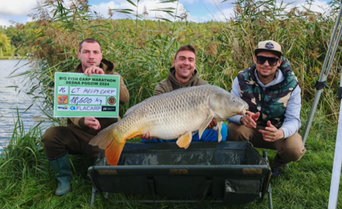 Boilies Krill a oliheň
