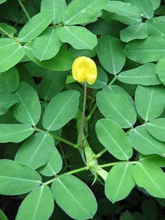 ARAŠIDY LOUPANÉ - Vyberte balení: 25 kg