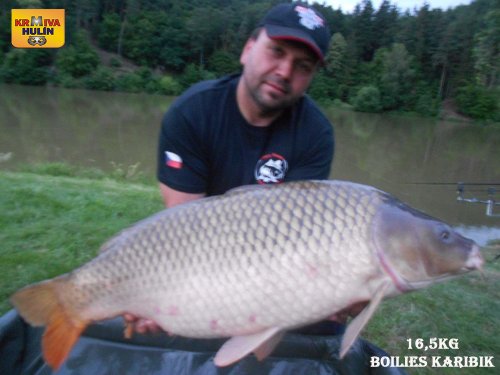 16,5kg, boilies Karibik