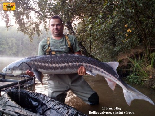 31kg, 175cm, boilies calypso vlastní výroby