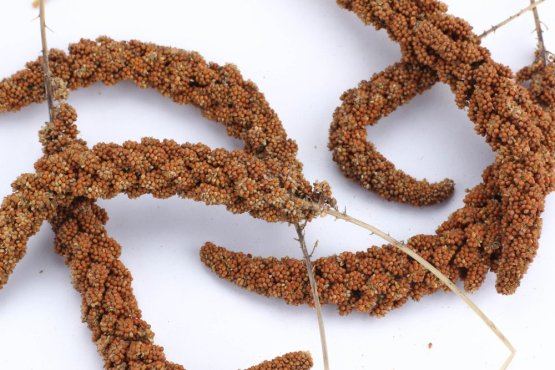 Krmivo Avest - SENEGALSKÉ PROSO - červené v klasech - Vyberte balení: 250 g