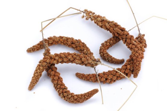 Krmivo Avest - SENEGALSKÉ PROSO - červené v klasech (Avest, SPK-1) | Krmiva Hulín