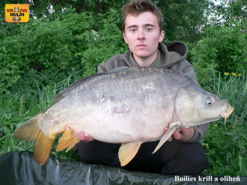 Boilies krill/oliheň