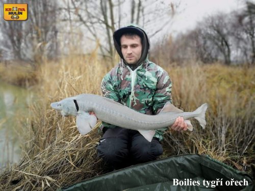 Boilies tygří ořech.
