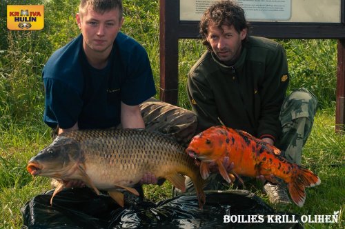 Boilies Krill/Oliheň, svazová voda