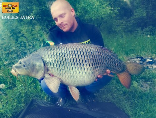 Boilies játra