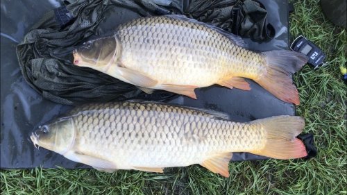 Boilies Krill/Oliheň, Pop up Ananas