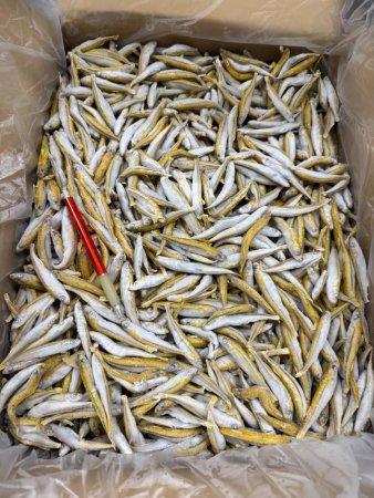 GRUNDLE CELÉ - Mražené nástražní rybičky 7 cm - Vyberte balení: 50 g