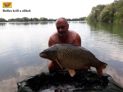 Boilies krill/oliheň