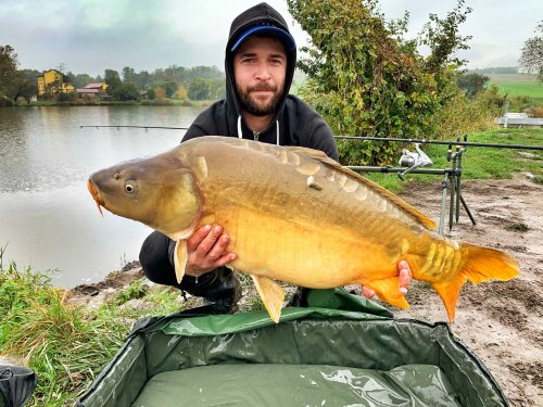96cm, 17kg, vařená kukuřice dipovaná a obalená v práškovém dipu Mléčná kukuřice