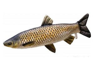 Plyšová ryba Gaby - TROFEJNÍ AMUR - 105 cm