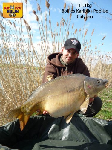 11,1kg, boilies Karibik, pop up Calypso
