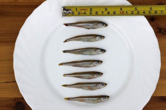 GRUNDLE CELÉ - Mražené nástražní rybičky 7 cm - Vyberte balení: 50 g