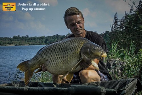 Boilies krill/oliheň, pop up ananas, svazová voda
