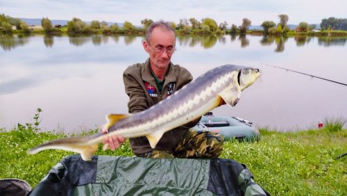 Boilies Pikantní krill