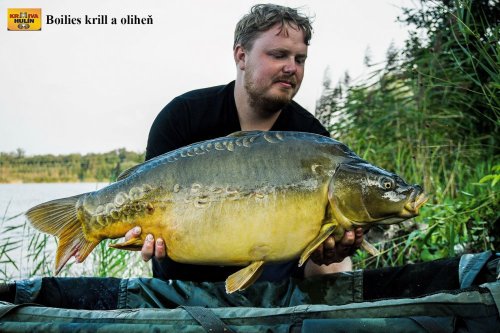 Boilies krill/oliheň