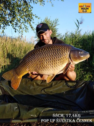 88cm, 17,4kg, zig rig - pop up švestka/česnek