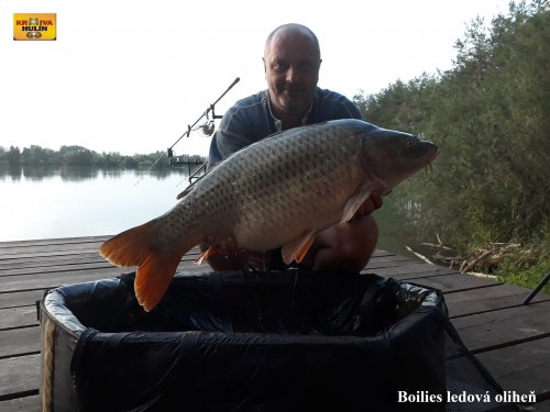Boilies ledová oliheň